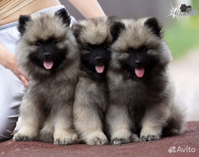 Щенки кобели вольфшпица