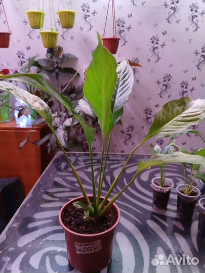 Спатифиллум Chopin и Wallisii