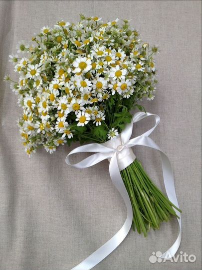 Матрикария