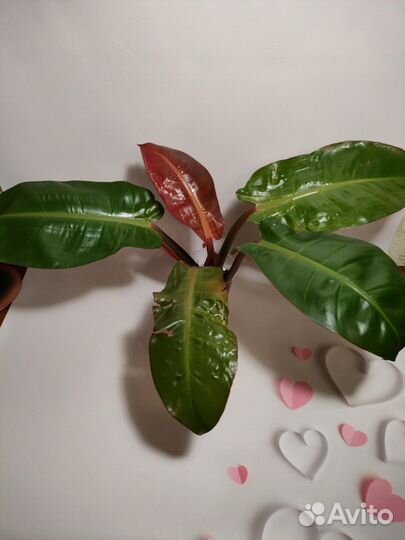 Филодендроны
