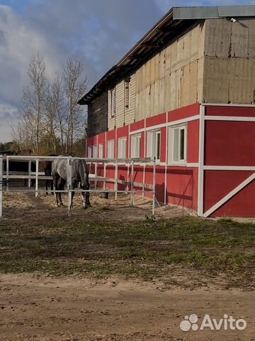 Конский навоз бесплатно