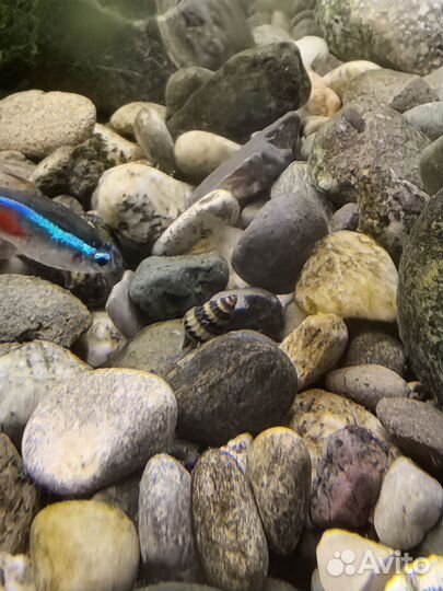 Улитка хелена