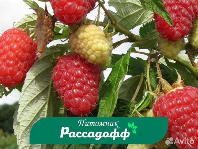 Саженцы малины. Зимостойкие сорта