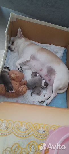 Щенки чихуа