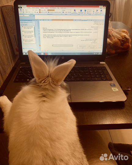 Вязка кроликов