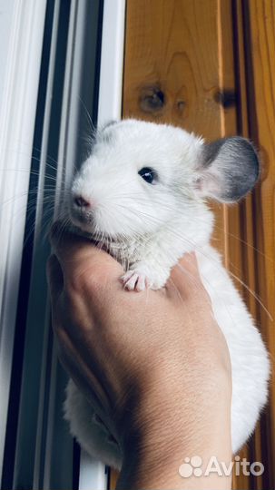 Шиншилла