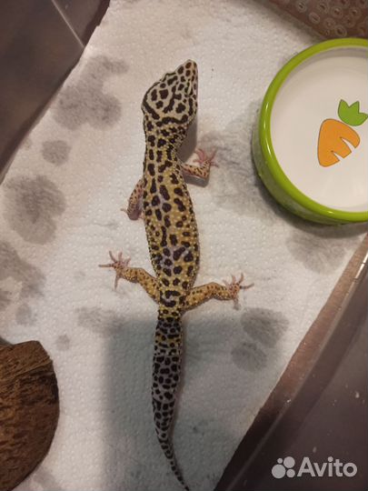 Эублефар самки