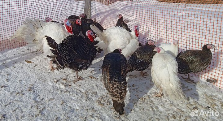 Мясо домашней индейки