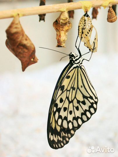 Живые экзотические бабочки Тропическая Ночь т/б-23