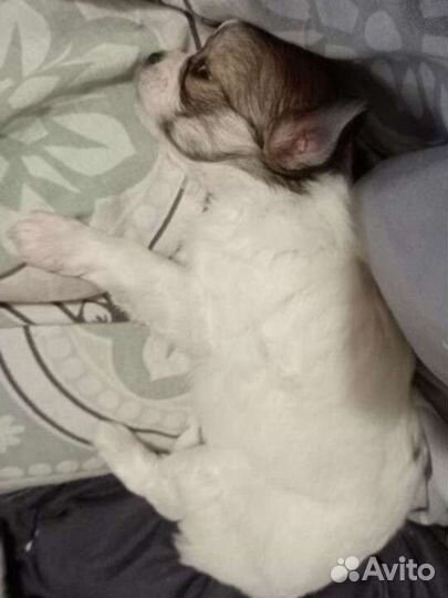 Щенки чихуахуа девочки