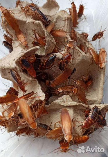 Тараканы туркменские, мраморные, блаптика