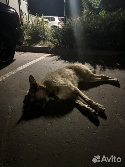 Пират ищет дом