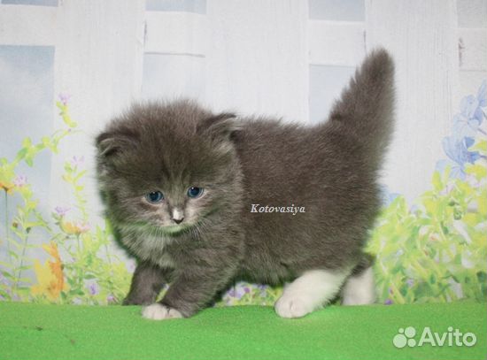 Сибирский котик