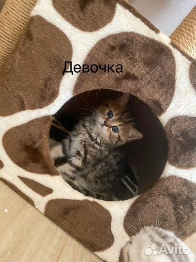 Шотландские котята