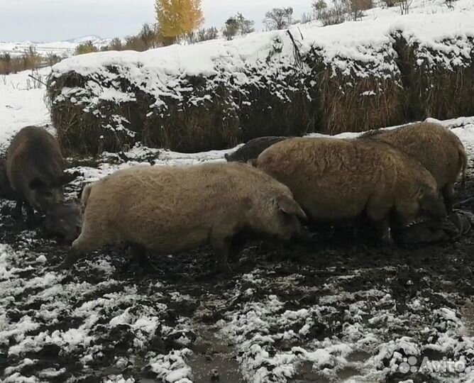 Поросята Венгерская Мангалица