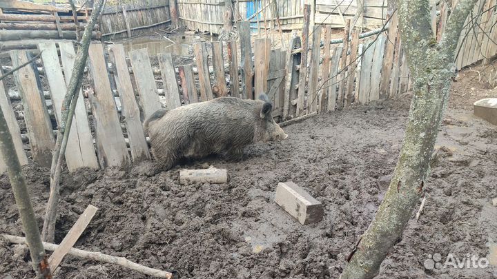 Дикий кабан