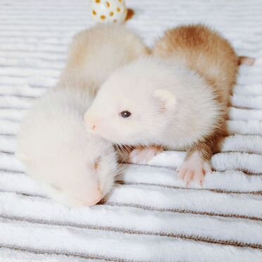 Хорьки - экзотики