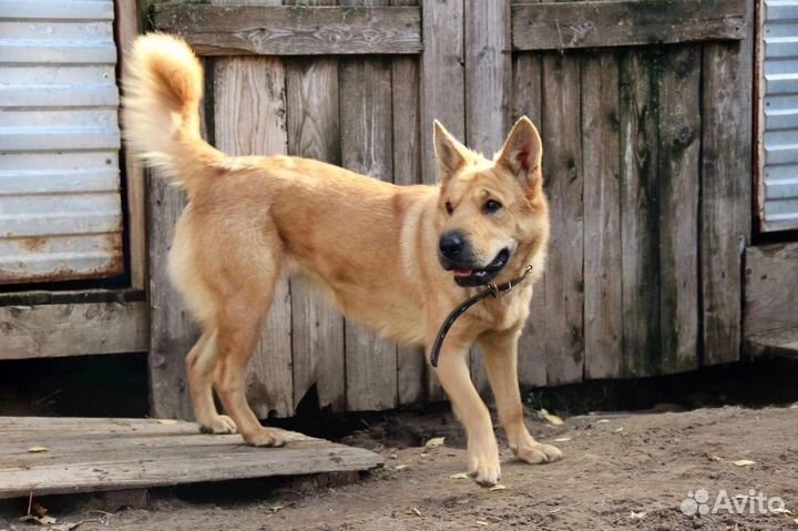 Метис шарпея