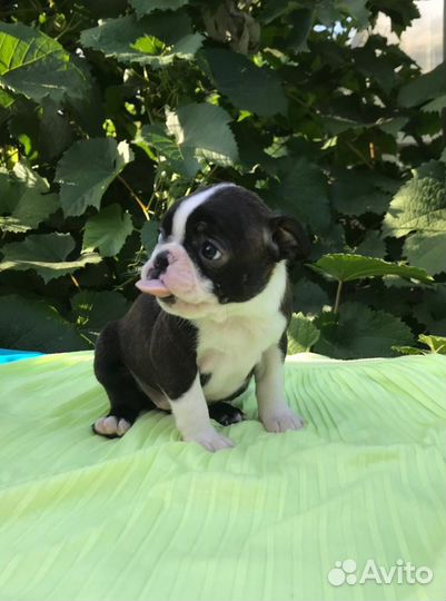 Бостон Терьер