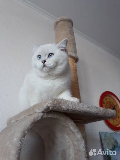 Серебристая шиншилла Ns 11 33 с родословной