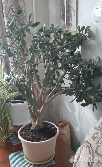 Толстянка, денежное дерево