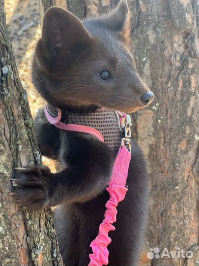 Соболь животное