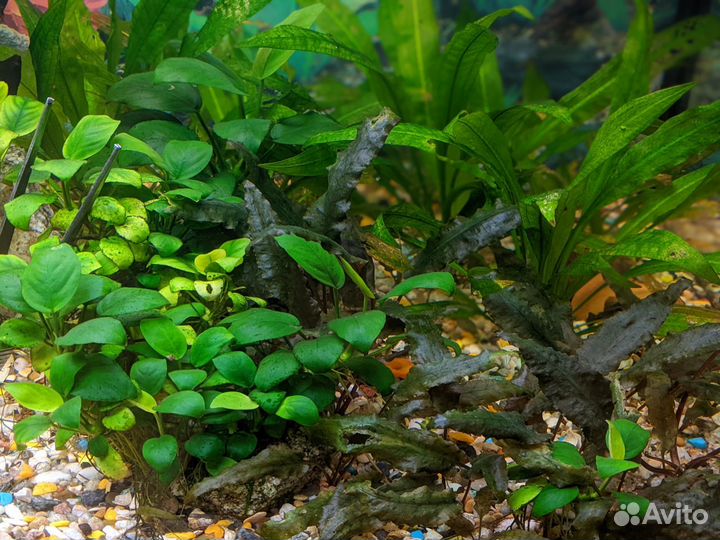 Криптокорины