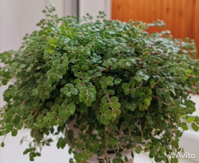 Солейролия или гелксина