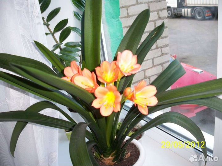 Кливия оранжевая