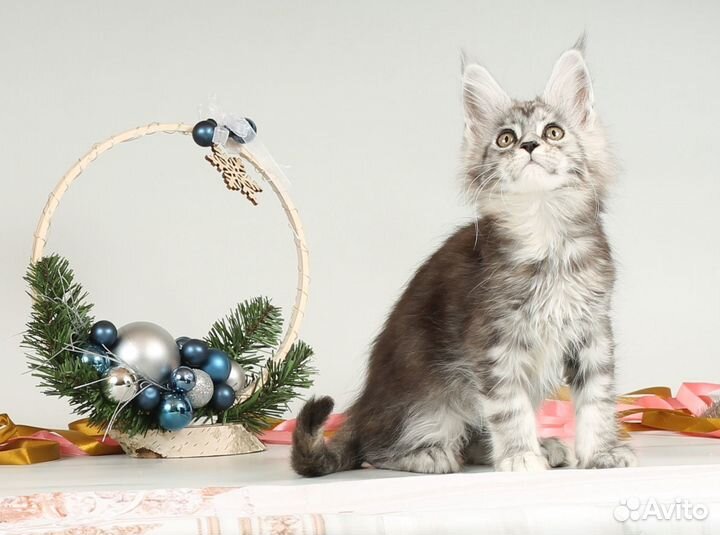 Мейн - кун котята