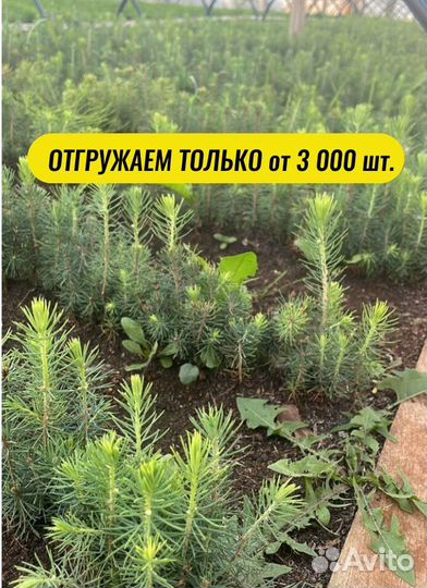 Саженцы сосны окс от производителя