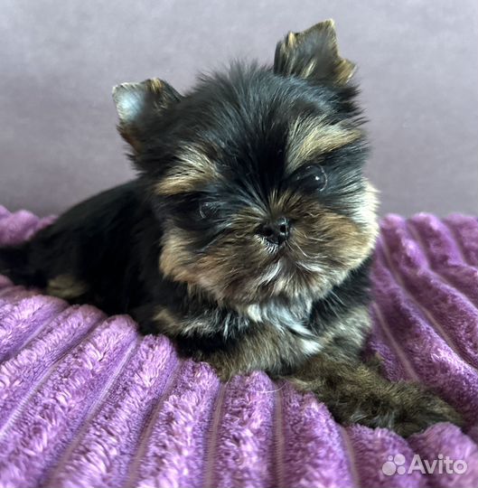 Йорки для ценителей породы(эксклюзивчик)
