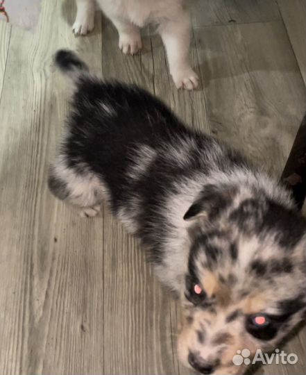 Щенки бордер колли