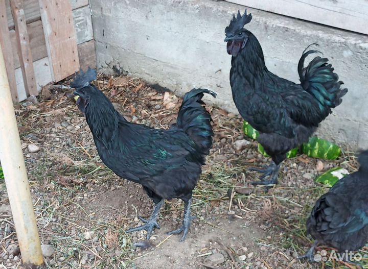 Черный петух