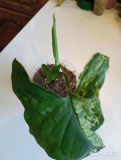 Моттлед Сингониум