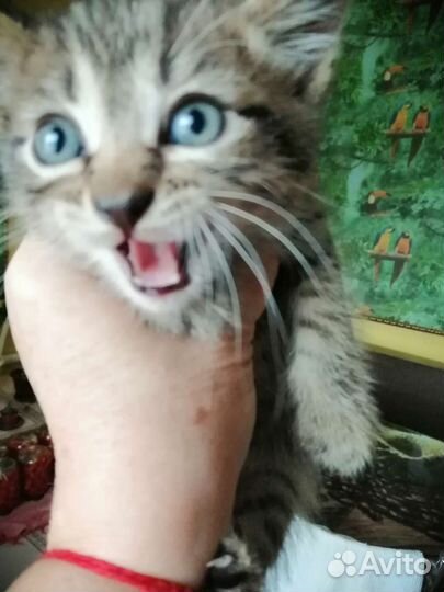 Тайские котята