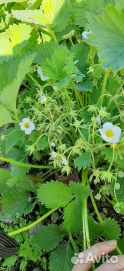 Земляника, клубника, виктория рассада