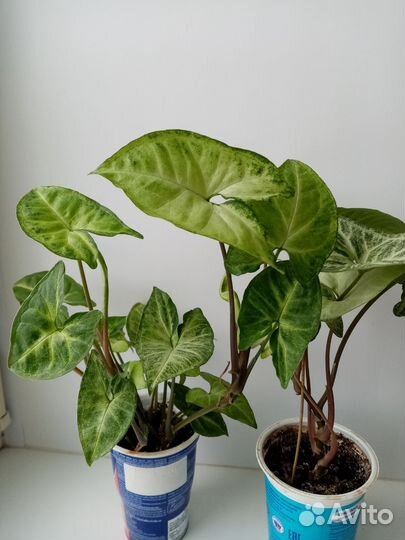 Комнатные цветы