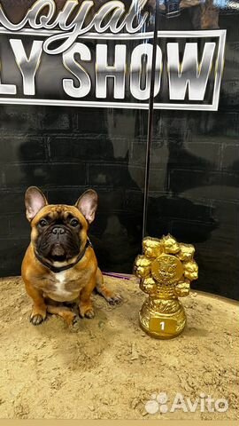 Французский бульдог вязка