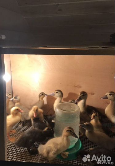 Брудер для цыплят бу