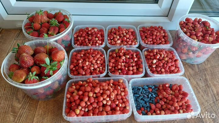 Продам ягоду домашнюю