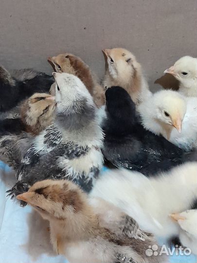 Цыплята Брама