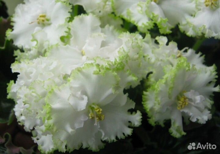 Сортовая фиалка 