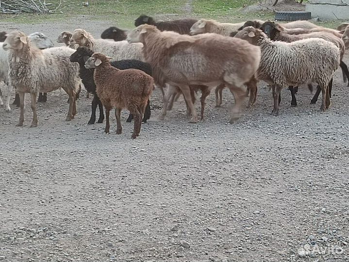 Курдючные бараны овцы