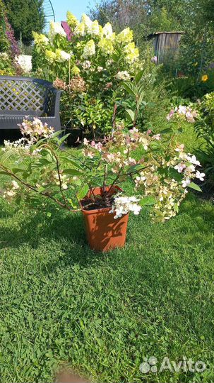 Гортензия взрослые кусты