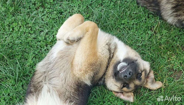 Собака в добрые руки