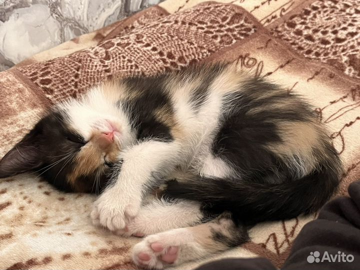 Отдам в добрые руки котенка девочку