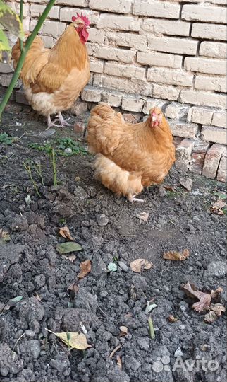 Инкубационное яйцо орпингтона