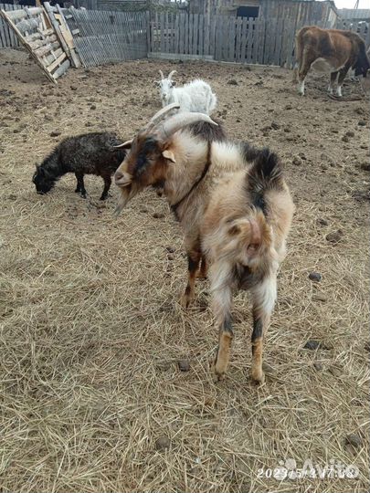 Козел зааненский