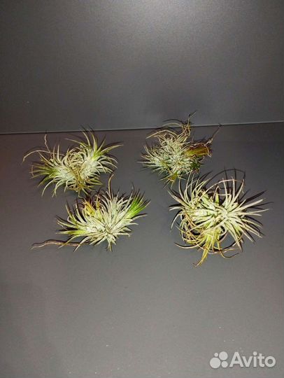 Тилландсия атмосферная